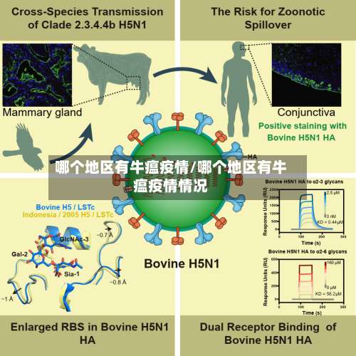 哪个地区有牛瘟疫情/哪个地区有牛瘟疫情情况-第1张图片